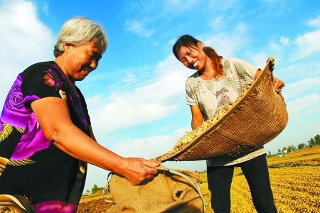 8月24日，內黃縣城關鎮(zhèn)農民在收獲早熟花生。