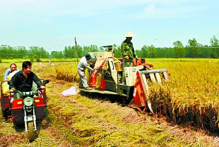 8月25日，農(nóng)機手在固始縣泉河鄉(xiāng)王樓村稻田里開始機收水稻。