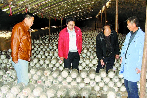 張泉鑫（左二）指導(dǎo)食用菌種植戶(hù)解決技術(shù)難題。