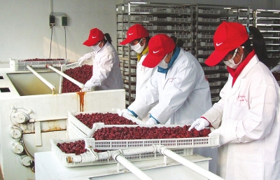 雖是寒冬，內(nèi)黃紅棗加工生產(chǎn)依然熱火朝天。