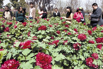 　 5日，國際牡丹園開園迎賓，連日來，慕名而來賞花踏青的游客絡繹不絕