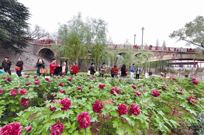 在王城公園橋北新開辟的甘棠洲牡丹觀賞區(qū)內(nèi)，霓虹煥彩、晨紅等品種牡丹盛開，給來自海內(nèi)外的賞花游客帶來驚