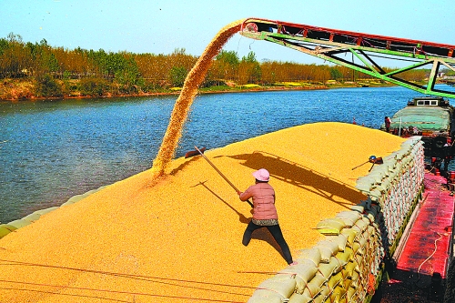 　　4月14日，中央儲(chǔ)備庫(kù)沈丘直屬庫(kù)正在沙潁河紙店碼頭裝船向外調(diào)運(yùn)玉米。近些年，沈丘縣先后在沙潁河沿