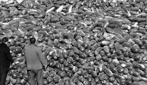 綠油油的冬瓜堆積如山。