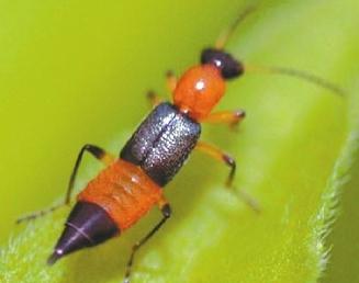 隱翅蟲。網(wǎng)絡(luò)圖片