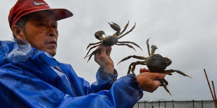 2014年陽(yáng)澄湖大閘蟹開捕