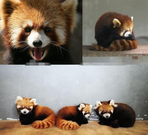 網(wǎng)友猜測三只小浣熊寓意歐弟老婆懷孕。