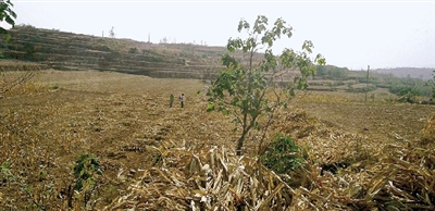 因干旱，農(nóng)田閑置尚未播種小麥