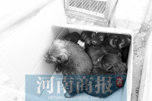 一家只能養(yǎng)一只狗，多余的被暫扣