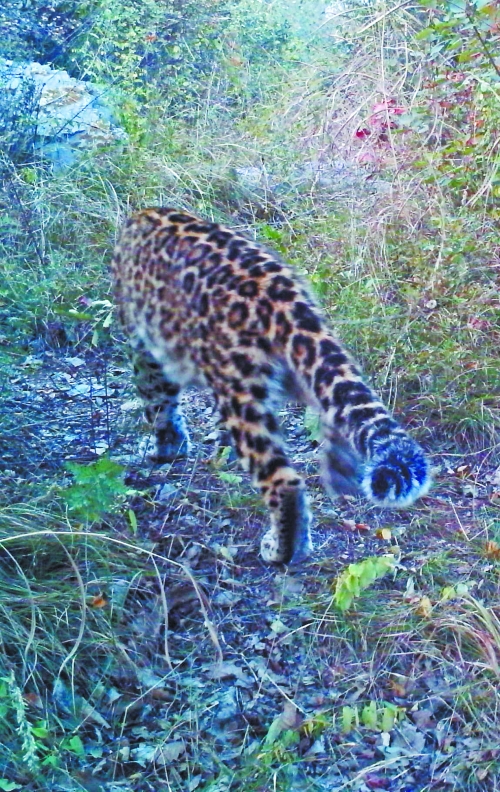 當(dāng)?shù)亓謽I(yè)部門(mén)提供的之前拍到的金錢(qián)豹照片