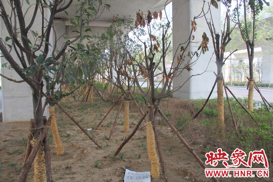 北三環(huán)經(jīng)三路橋下種的樹木有的葉子已經(jīng)干枯。