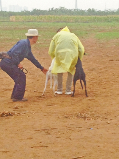 上場前，狗主人進(jìn)場撫摸自己的愛犬，給它打氣加油。
