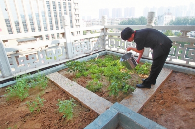 鄭州某酒店在樓頂打造的菜園子，服務員正在澆水。