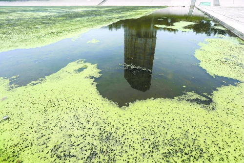 幾近干涸、臭氣熏天、長(zhǎng)滿水草的東風(fēng)渠，已不見往日容顏　 記者 侯建勛/攝