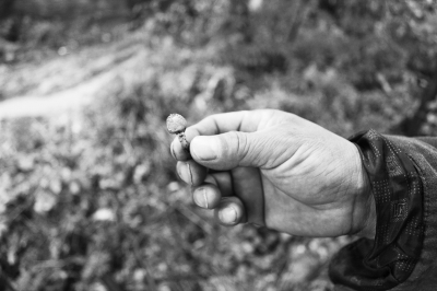 毒倒一家四口就是這種蘑菇 毒倒一家四口就是這種蘑菇