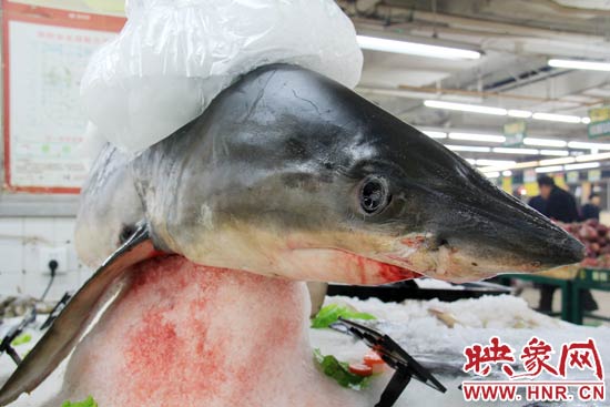 這條鯊魚長約1.5米，寬約0.5米，上身被碎冰覆蓋，保存較完整。