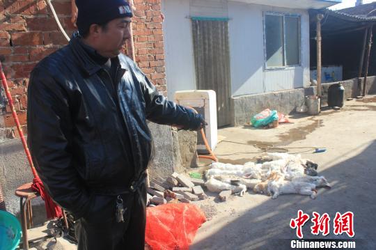 圖為家禽收購點的陳姓工作人員介紹，是這些愛狗人士的封堵讓這些兔子無辜死去?！●R義恒　攝