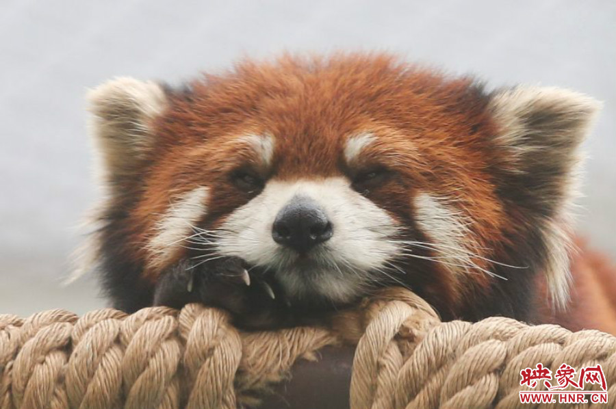 小熊貓在世界各動物園中是相當受歡迎的動物。