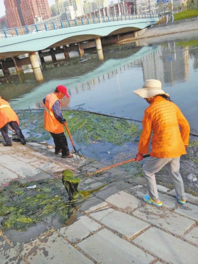 每天出動六十人次進(jìn)行打撈，也難以遏制綠藻蔓延。