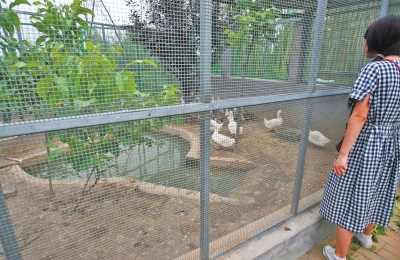 救助鳥類的大籠子里沒有鳥類，鴨子和鵝占了“鵲巢