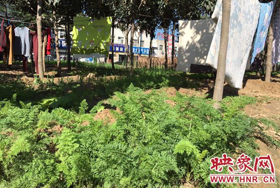 西四環(huán)中原路交叉口，大片生態(tài)廊道被毀，變成私家菜園。