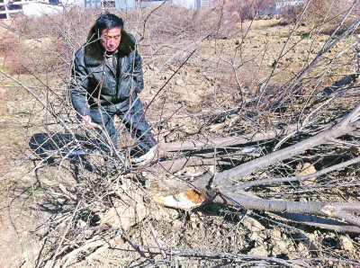 問(wèn)周邊的人，都說(shuō)白天沒(méi)見(jiàn)有人推樹(shù)，可能是夜里被鏟車推的