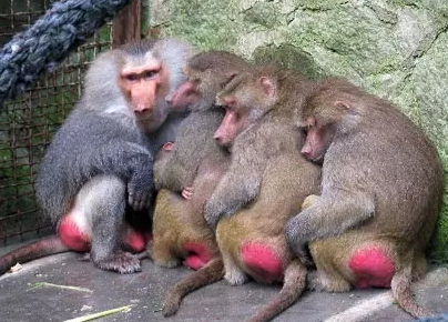 強(qiáng)冷空氣+雨 鄭州終于要下雪了！最低氣溫-6℃！