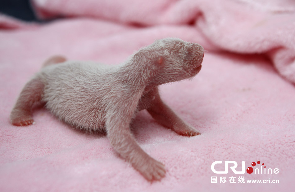 2013年7月11日，成都大熊貓繁育研究基地月亮產(chǎn)房，新生大熊貓寶寶在育嬰箱里憨態(tài)可掬。