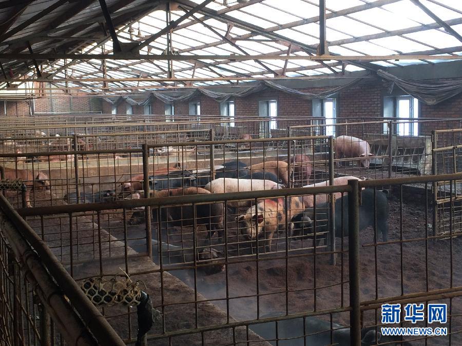 穗豐園里的豬舍（2013年12月8日攝）。新華社記者 程子龍 攝