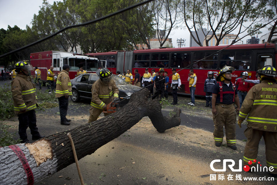 　當(dāng)?shù)貢r(shí)間2014年5月8日，墨西哥墨西哥城，消防人員正在切割一棵倒下的樹(shù)。　