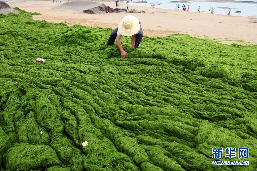 6月10日，山東日照市萬(wàn)平口景區(qū)管理部門(mén)組織工作人員在清理海灘上的滸苔。