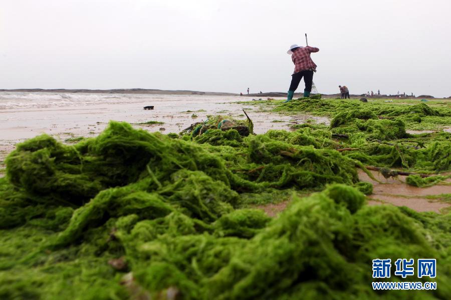 6月10日，山東日照市萬(wàn)平口景區(qū)管理部門(mén)組織工作人員在清理海灘上的滸苔。