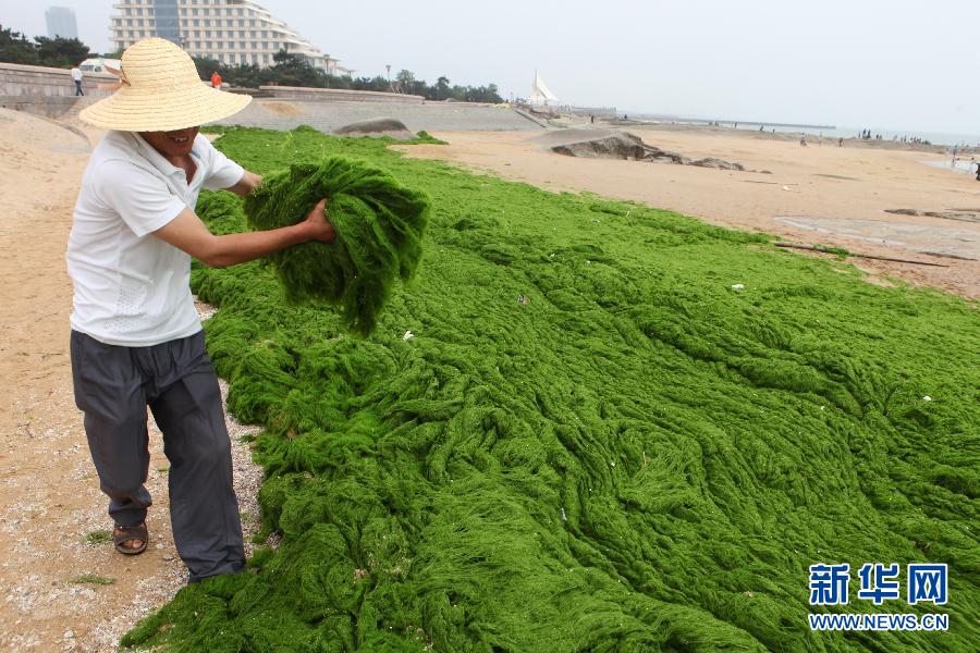 6月10日，山東日照市萬(wàn)平口景區(qū)管理部門(mén)組織工作人員在清理海灘上的滸苔。