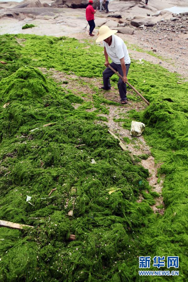 6月10日，山東日照市萬(wàn)平口景區(qū)管理部門(mén)組織工作人員在清理海灘上的滸苔。