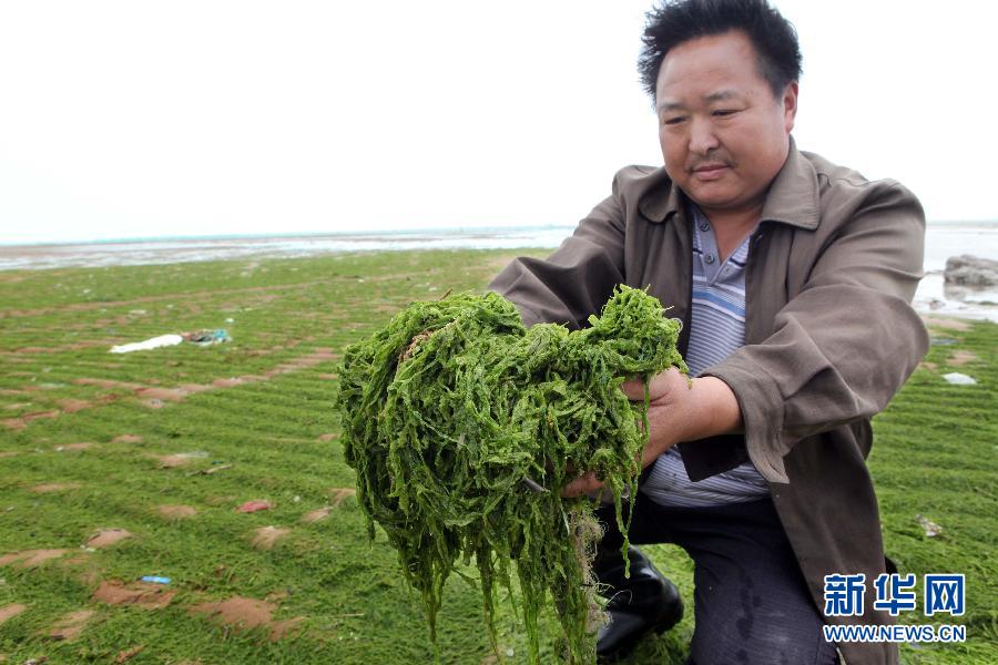 6月10日，在江蘇省連云港市贛榆縣海州灣旅游度假區(qū)，一名漁民在展示清理的滸苔。