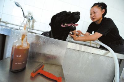 天熱時(shí),搜油犬會(huì)天天洗澡。