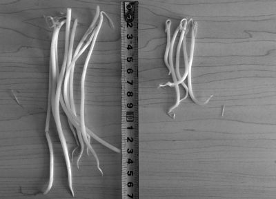 “黑作坊”制售的豆芽（左）和超市銷售的豆芽（右）長度形成鮮明對比。