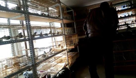 哈爾濱市雙城區(qū)集市上，一家沒有招牌的平房里擺滿了各種野鳥等待出售。