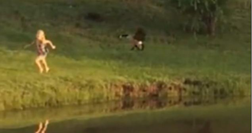 圖二：小女孩遭鵝襲擊向父親求救，但他不但沒有伸出援手，反而狂笑不止。