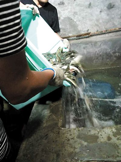 主人將撈上來的魚放進(jìn)魚池。