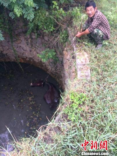 圖為大水牛掉進13米深坑，民警消防灌水施救。