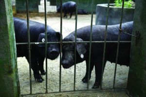 觀測點飼養(yǎng)區(qū)設(shè)有豬圈，可觀察豬是否有異常反應(yīng)