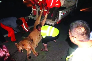 這頭母獅體態(tài)彪悍，重達(dá)400斤左右 網(wǎng)絡(luò)圖片　