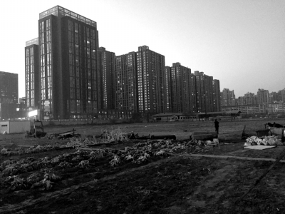 荒地上除堆放一些雜物外，還被附近居民種上了一片大白菜。