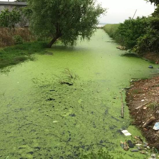 水污染現(xiàn)場，2015年7月 洞庭湖腹地湖南省安鄉(xiāng)縣安豐鄉(xiāng)出口洲社區(qū)房前屋后水網(wǎng)密布，但水污染嚴重水體發(fā)臭 新華社記者周楠攝
