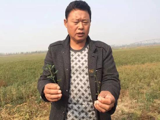 2015年10月20日，河北威縣趙村鄉(xiāng)前寺莊村村民告訴記者，由于地下水下降，缺水，苜蓿長不高，并且會干枯。 新華社記者郭雅茹 攝