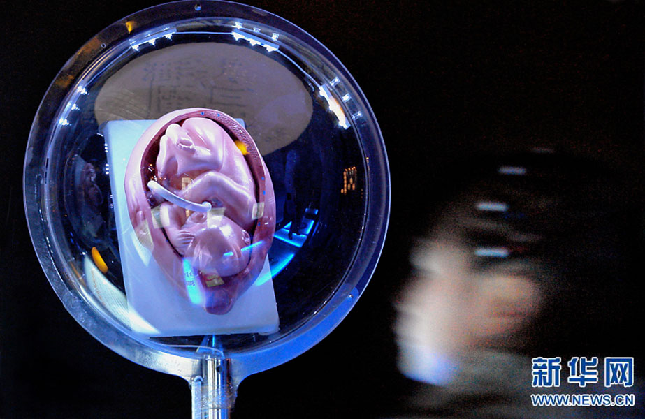 一名小學(xué)生在鄭州科技館內(nèi)參觀介紹遺傳、生育等知識(shí)的“奇幻生命之旅”展覽（2007年2月18日攝）。