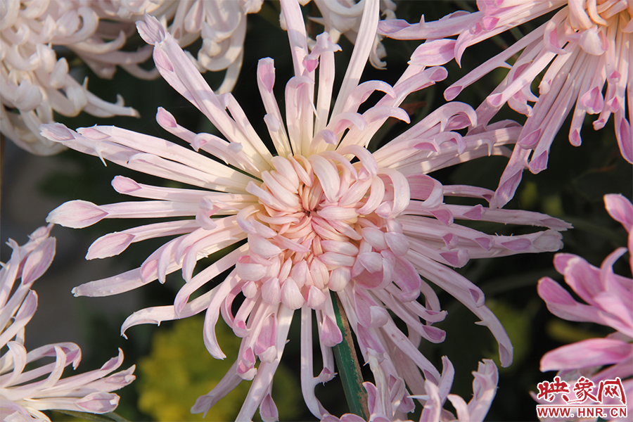 菊花綻放美麗。