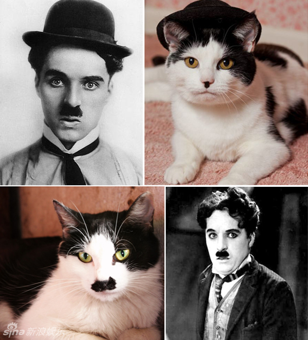 不小心就撞臉了！盤(pán)點(diǎn)動(dòng)物界的明星相