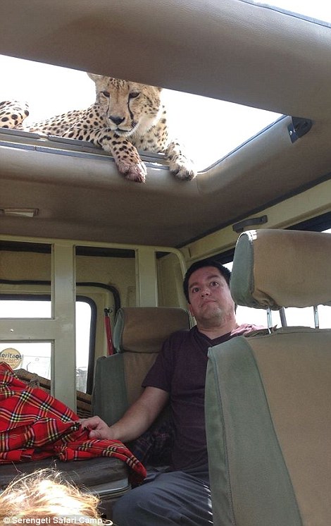 四目相對(duì)驚心動(dòng)魄 獵豹車(chē)頂天窗伸頭凝視旅客